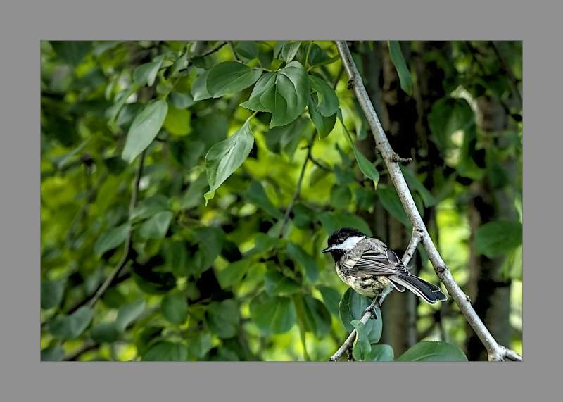 Chickadee- 01